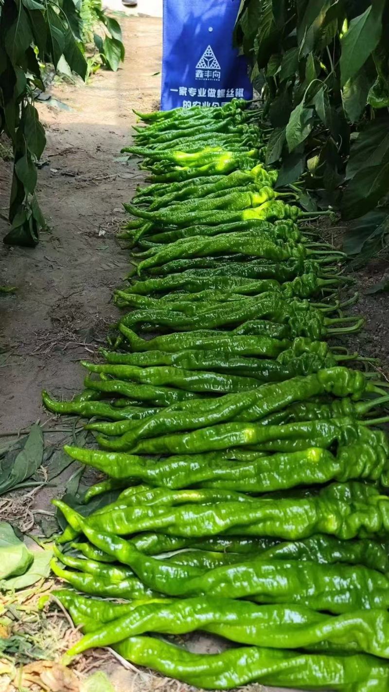 辣椒苗螺丝椒线椒黄皮尖椒二荆条甜椒红黄彩椒