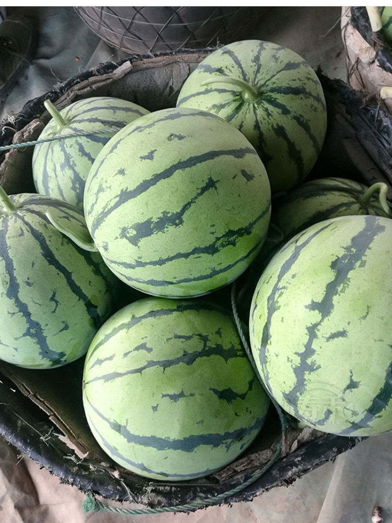 美都西瓜云南西瓜基地直发实力代办保质保量欢迎咨询