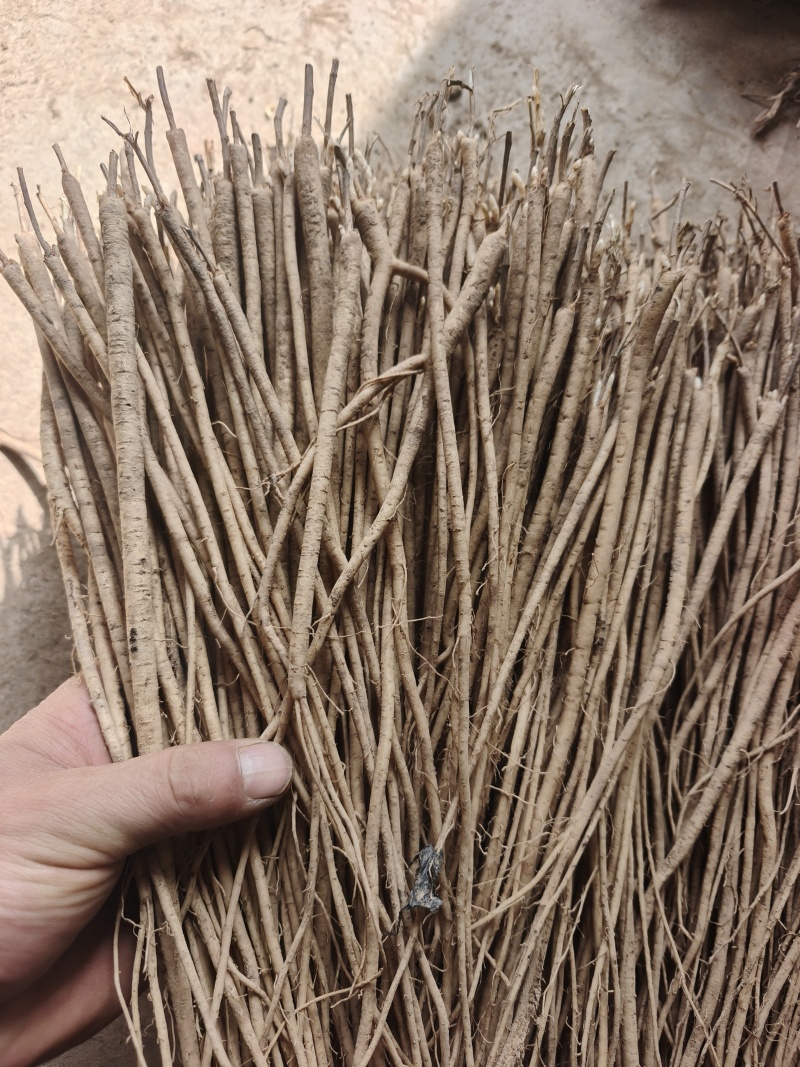 黄芪种苗，甘肃本地中药材，产地直发，质量有保障，规格齐全
