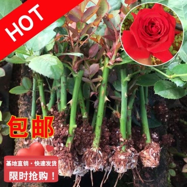 卡罗拉玫瑰花鲜切花种苗可对公帐云南直发品种纯正