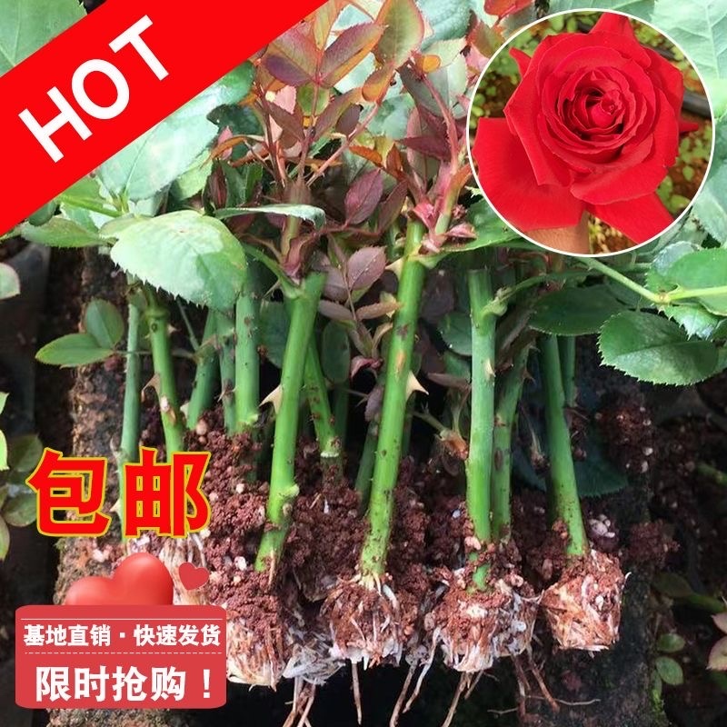 卡罗拉玫瑰花鲜切花种苗可对公帐云南直发品种纯正