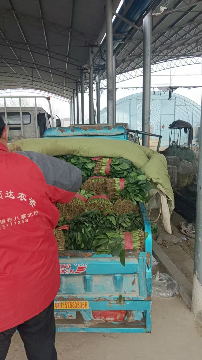 精品【大叶菠菜】万亩精品大棚菠菜直发欢迎采购