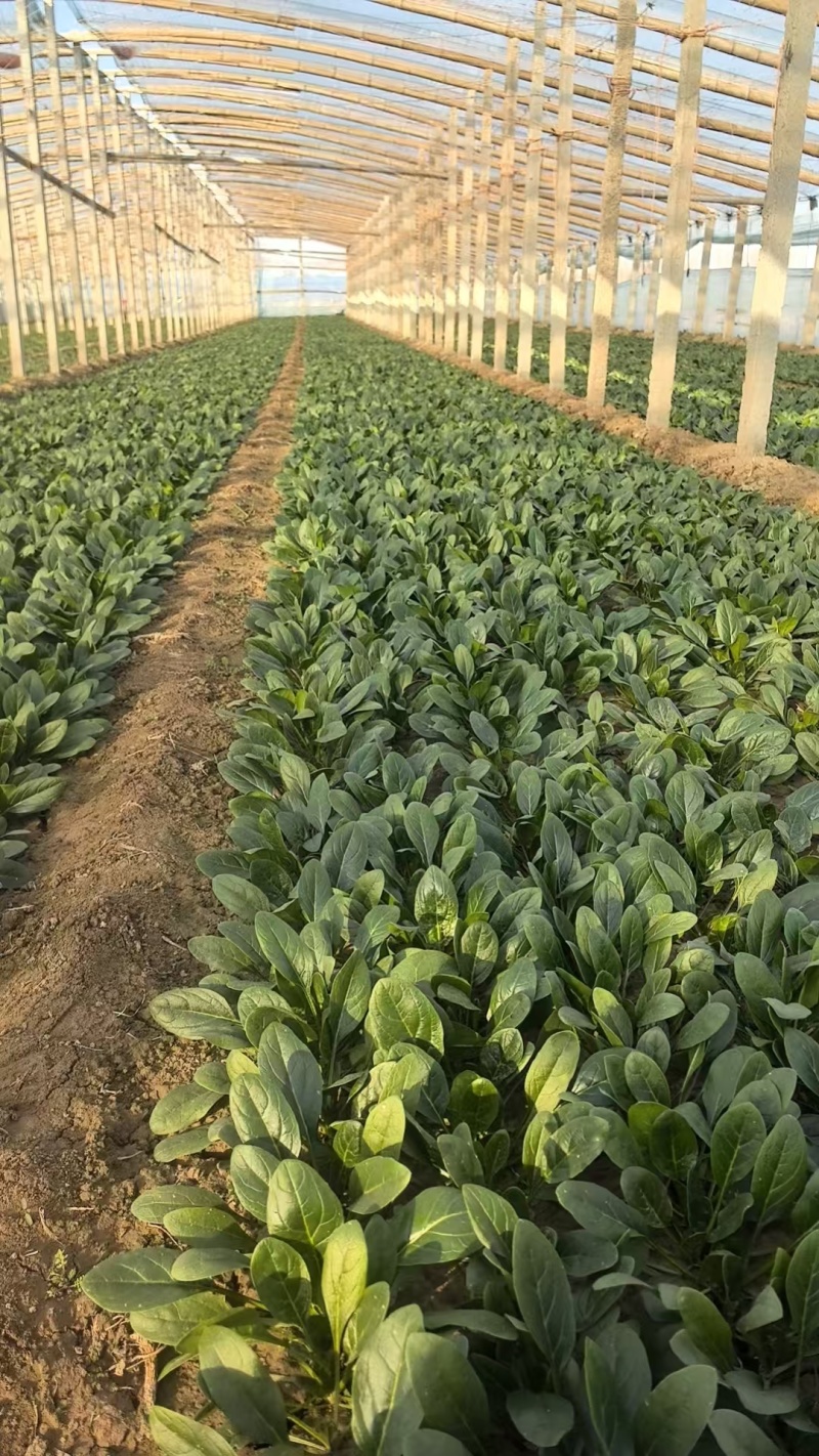 精品【大叶菠菜】万亩精品大棚菠菜直发欢迎采购