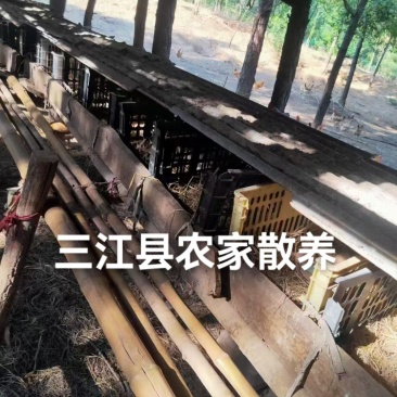 农家散养土鸡_广西三江县高山林下放养，满山跑足210天