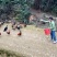 农家散养土鸡_广西三江县高山林下放养，满山跑足210天