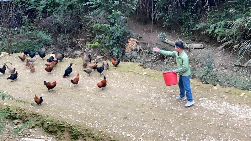 农家散养土鸡_广西三江县高山林下放养，满山跑足210天