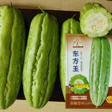 东方玉苦瓜中熟油白品种耐热性好分枝强丰产耐裂性好