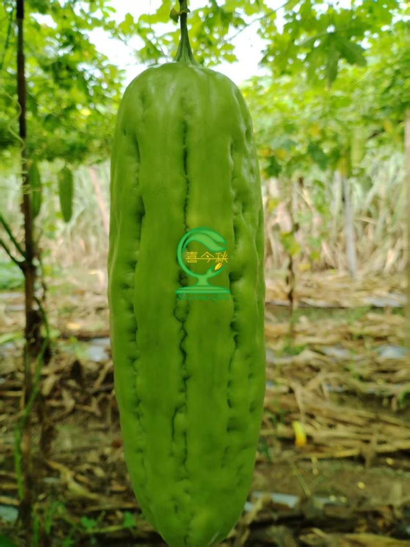 东方玉苦瓜中熟油白品种耐热性好分枝强丰产耐裂性好