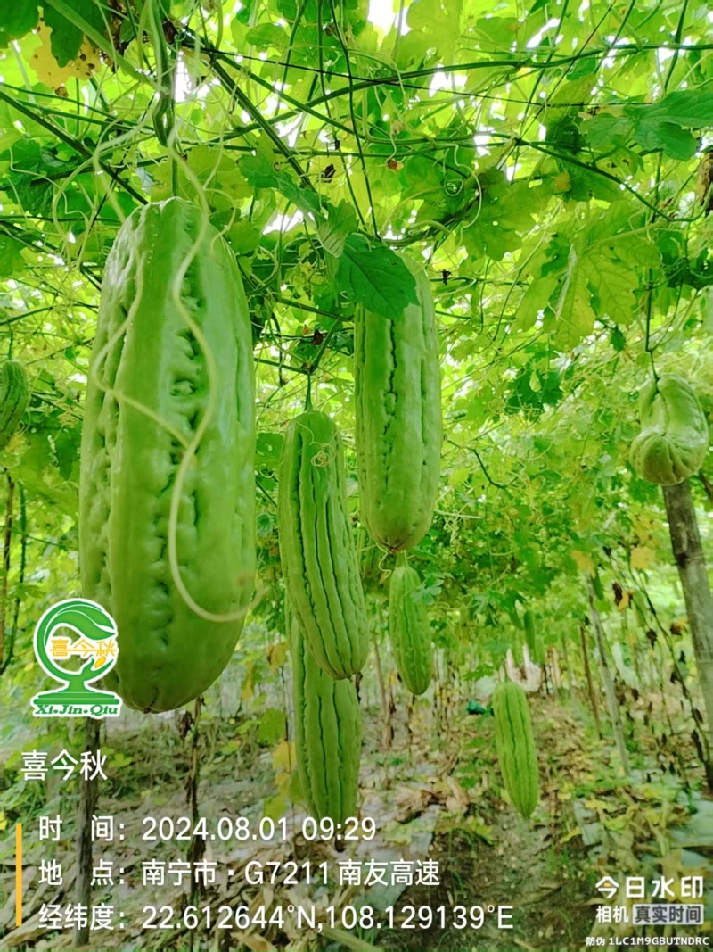 东方玉苦瓜中熟油白品种耐热性好分枝强丰产耐裂性好