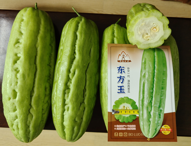 东方玉苦瓜中熟油白品种耐热性好分枝强丰产耐裂性好