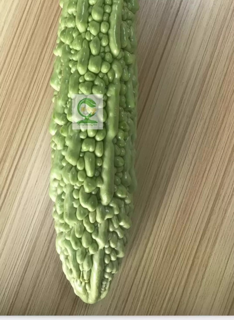 【天籁珍珠苦瓜】杂交品种早中熟皮浅绿色瓜身肥
