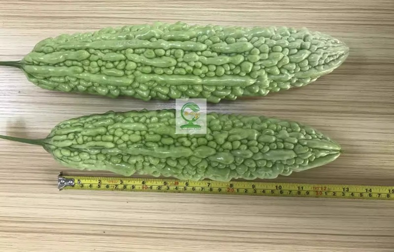 【天籁珍珠苦瓜】杂交品种早中熟皮浅绿色瓜身肥