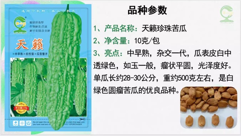 【天籁珍珠苦瓜】杂交品种早中熟皮浅绿色瓜身肥