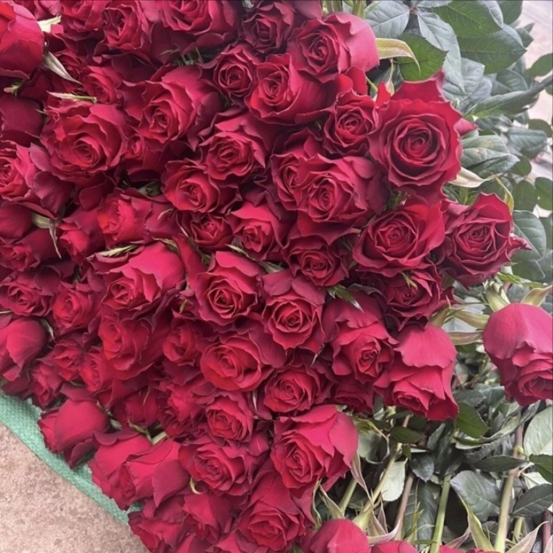 高原红玫瑰花苗鲜切花小苗可对公可合同