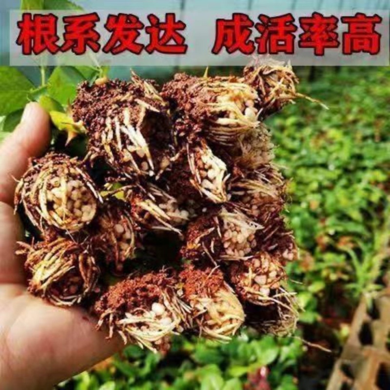 高原红玫瑰花苗鲜切花小苗可对公可合同