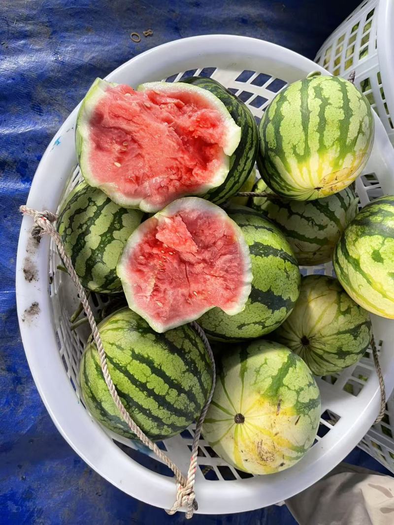 【优质推荐】麒麟西瓜口感脆甜保质保量实力代办的全国代办代发