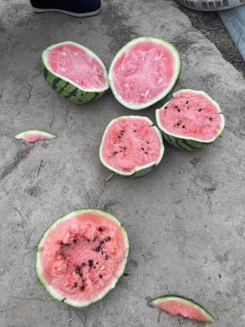【优质推荐】麒麟西瓜口感脆甜保质保量实力代办的全国代办代发