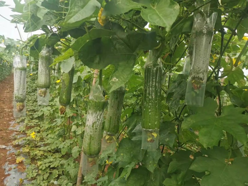 【翠丝41号水瓜】耐寒耐热性佳肉质紧致坐果能力强