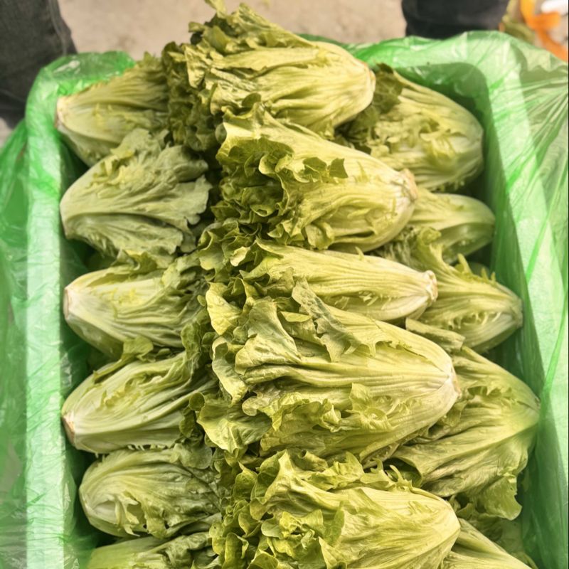 意大利生菜