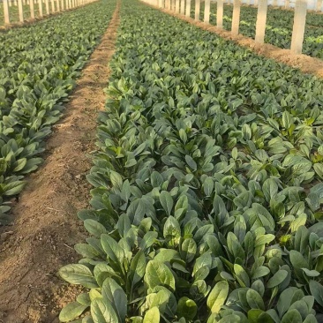 精品【大叶菠菜】万亩精品大棚菠菜直发欢迎采购