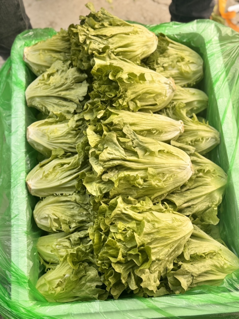 意大利生菜