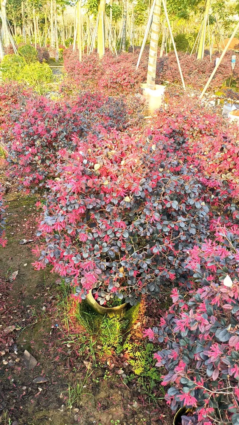 红花檵木各种规格齐全