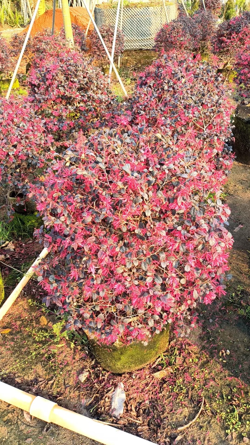 红花檵木各种规格齐全