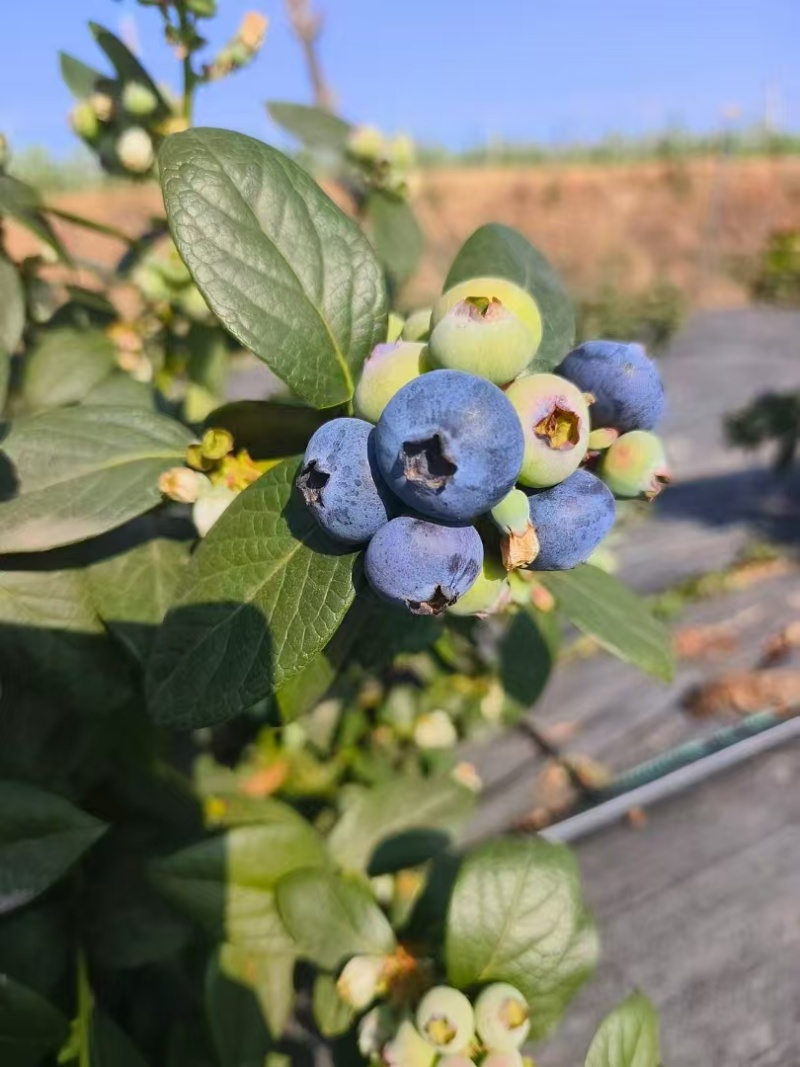 露天蓝莓四川德昌县花香蓝莓原产地代收代购代发批发市场供应