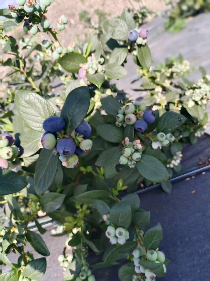露天蓝莓四川德昌县花香蓝莓原产地代收代购代发批发市场供应
