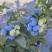 露天蓝莓四川德昌县花香蓝莓原产地代收代购代发批发市场供应