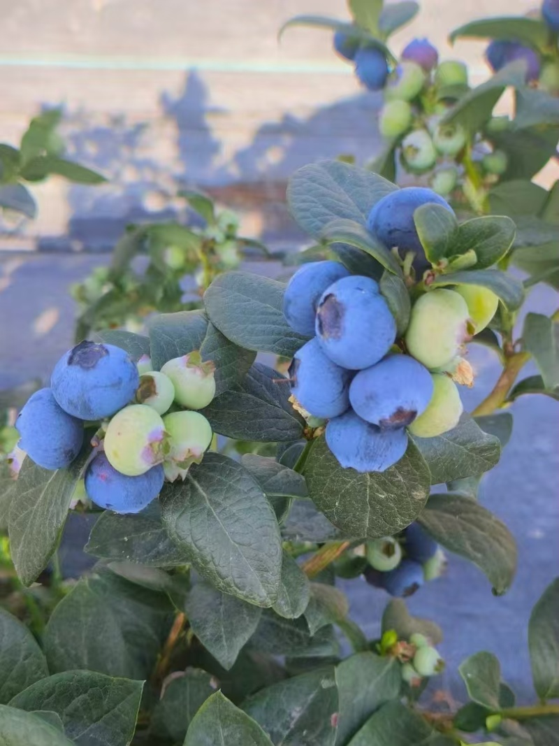 露天蓝莓四川德昌县花香蓝莓原产地代收代购代发批发市场供应