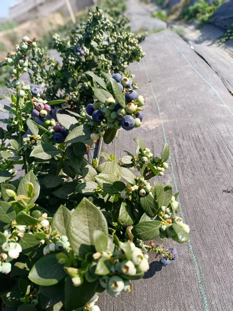露天蓝莓四川德昌县花香蓝莓原产地代收代购代发批发市场供应