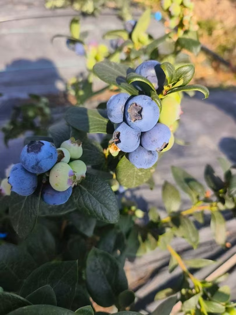 露天蓝莓四川德昌县花香蓝莓原产地代收代购代发批发市场供应