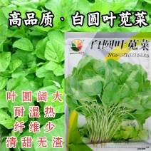 白圆苋菜种子青绿苋菜大叶圆叶苋菜耐湿热春夏秋蔬菜种子