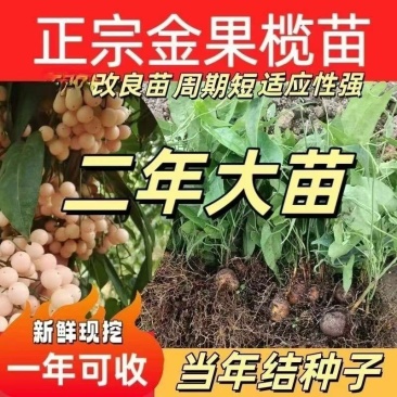 金果榄训化二代苗