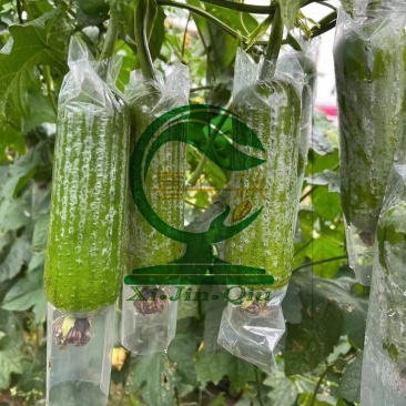 【翠丝42号丝瓜种子】早熟瓜皮翠绿色瓜型筒状耐储运