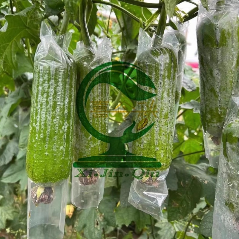 【翠丝42号丝瓜种子】早熟瓜皮翠绿色瓜型筒状耐储运