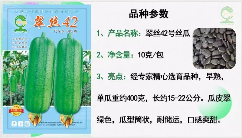 【翠丝42号丝瓜种子】早熟瓜皮翠绿色瓜型筒状耐储运