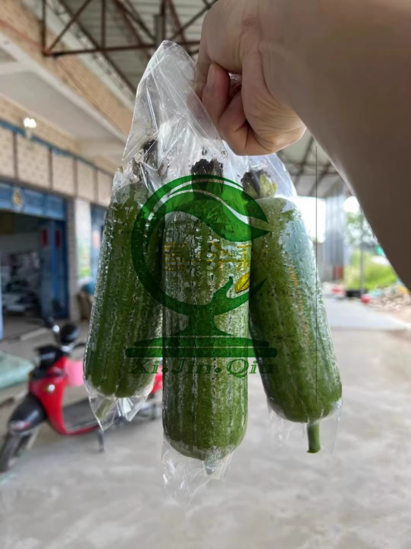 【翠丝42号丝瓜种子】早熟瓜皮翠绿色瓜型筒状耐储运