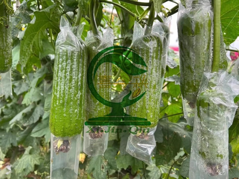【翠丝42号丝瓜种子】早熟瓜皮翠绿色瓜型筒状耐储运