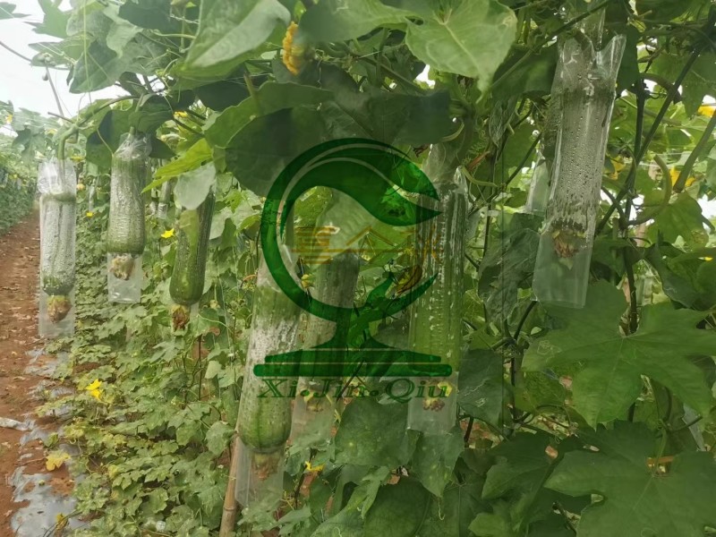 【翠丝42号丝瓜种子】早熟瓜皮翠绿色瓜型筒状耐储运