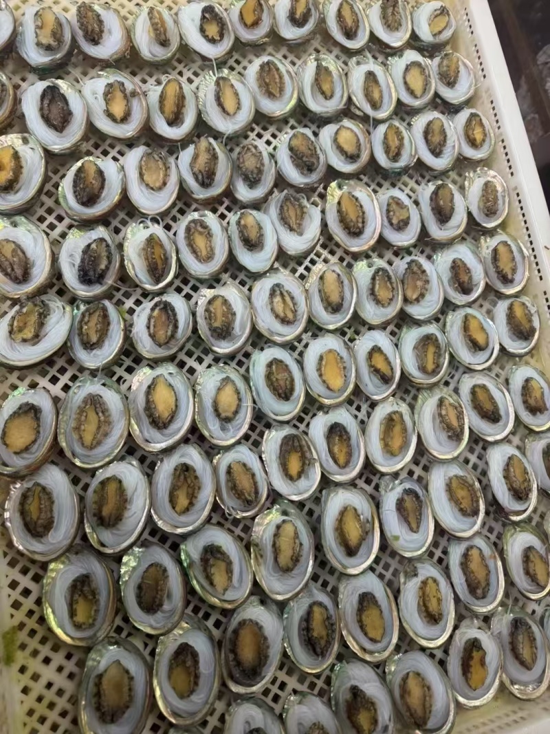 鲍鱼