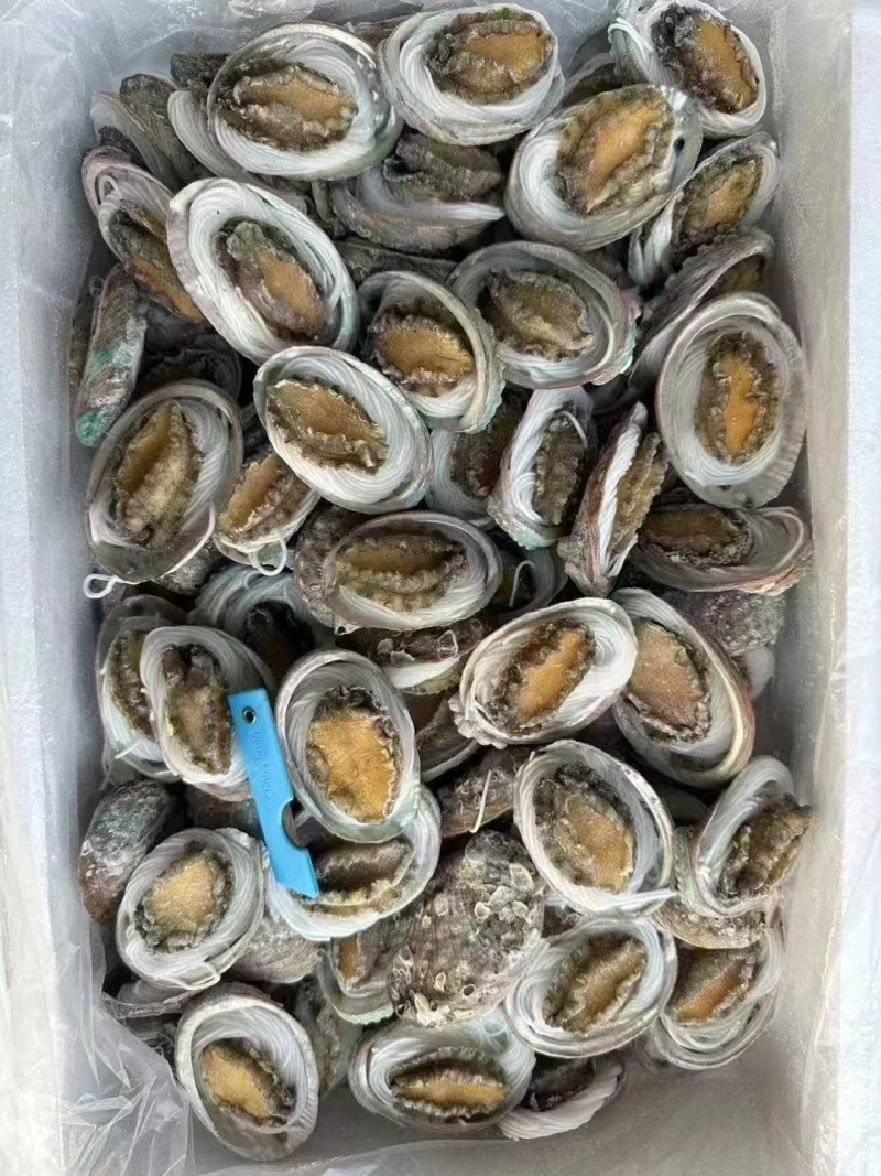 鲍鱼