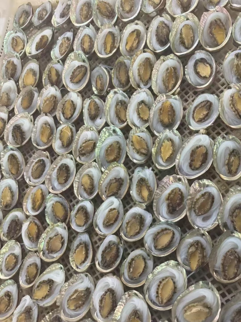 鲍鱼