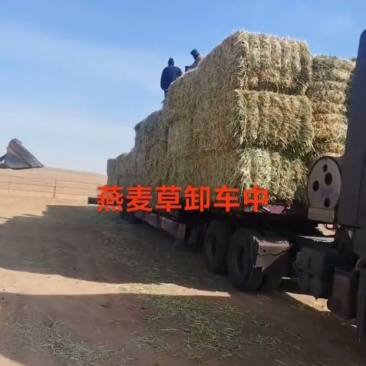 优质燕麦草