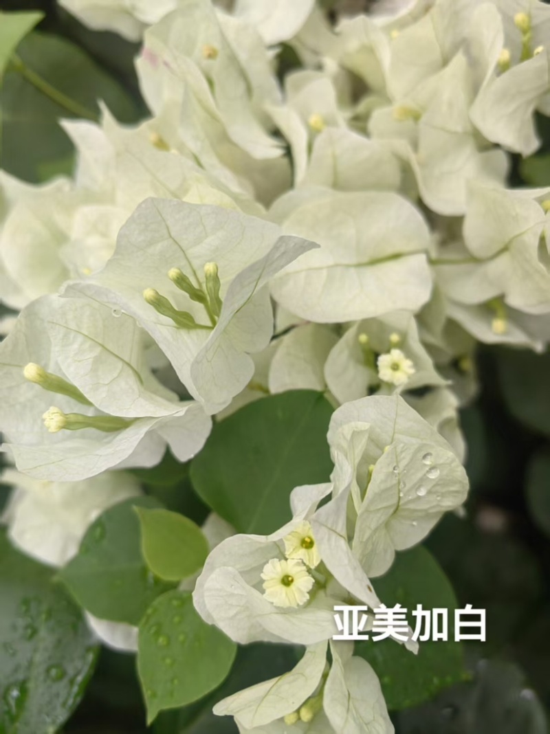 货源充足三角梅支持拿样可签合同