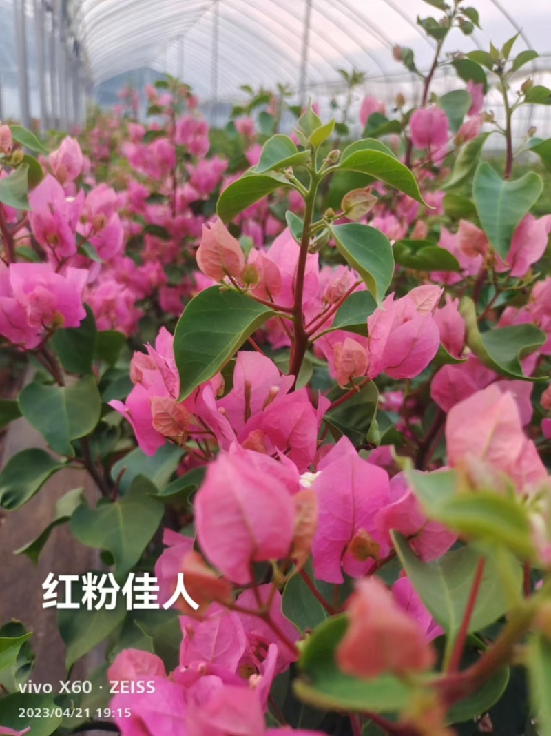 货源充足三角梅支持拿样可签合同