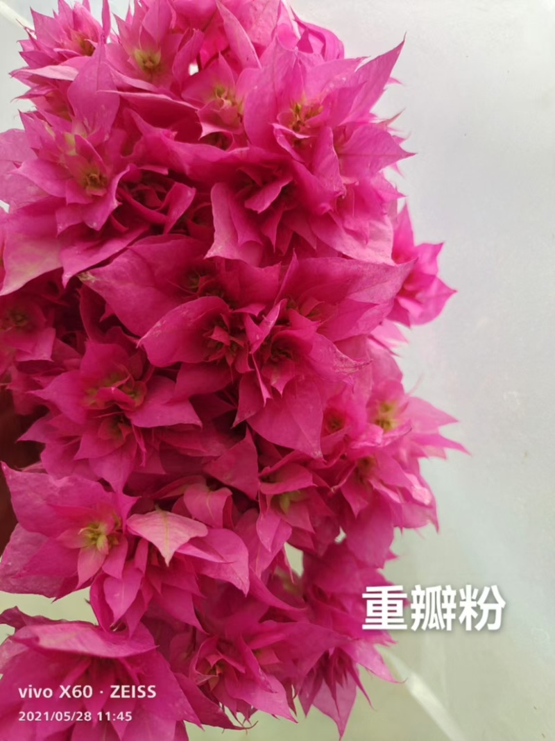 货源充足三角梅支持拿样可签合同