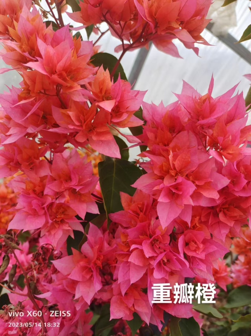 货源充足三角梅支持拿样可签合同