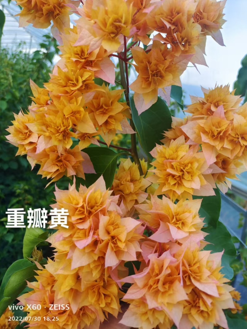 货源充足三角梅支持拿样可签合同